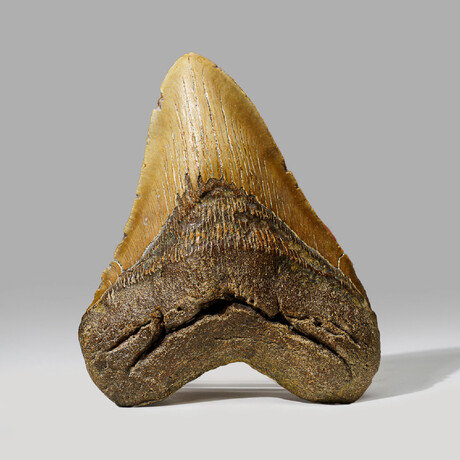 Genuine Megalodon Shark Tooth in Display Box // 414 g