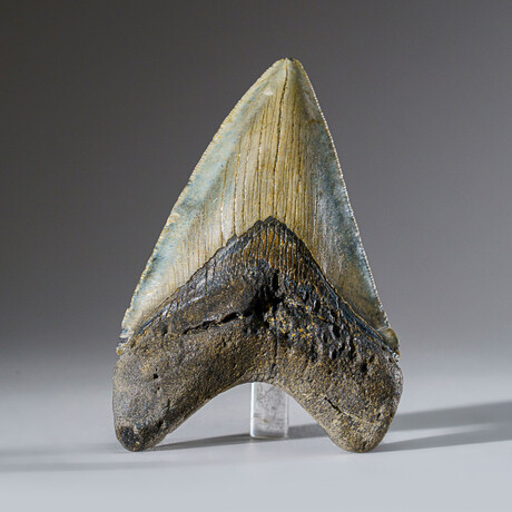 Genuine Megalodon Shark Tooth in Display Box // 116 g