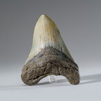 Genuine Megalodon Shark Tooth in Display Box // 112 g