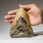 Genuine Megalodon Shark Tooth in Display Box // 345 g // v.1