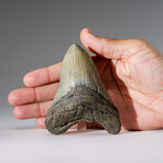 Genuine Megalodon Shark Tooth in Display Box // 112 g