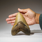 Genuine Megalodon Shark Tooth in Display Box // 330.8 g