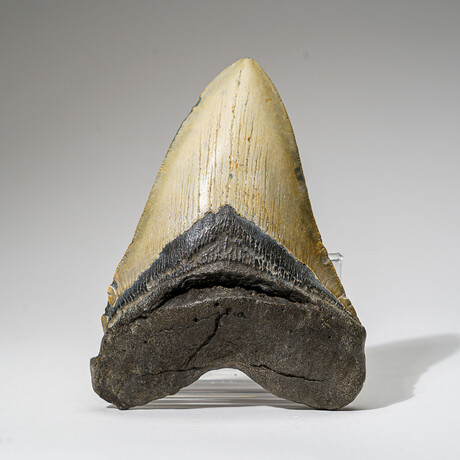 Genuine Megalodon Shark Tooth in Display Box v.16