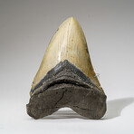 Genuine Megalodon Shark Tooth in Display Box // 302 g