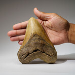 Genuine Megalodon Shark Tooth in Display Box // 414 g