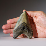 Genuine Megalodon Shark Tooth in Display Box // 116 g