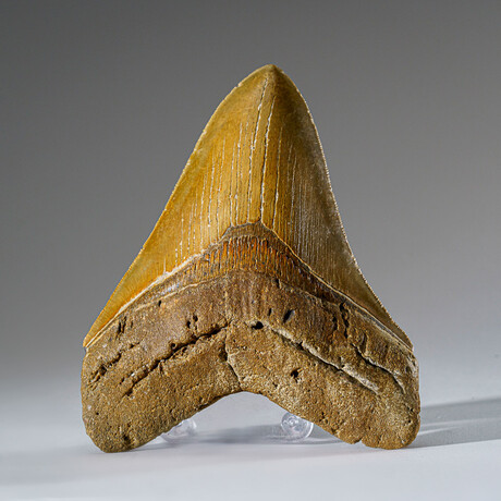 Genuine Megalodon Shark Tooth from Indonesia in Display Box v.1