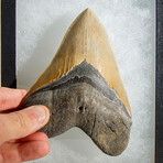 Genuine Megalodon Shark Tooth in Display Box // 345 g // v.2