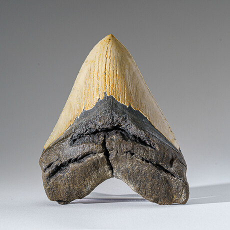 Genuine Megalodon Shark Tooth in Display Box v.17