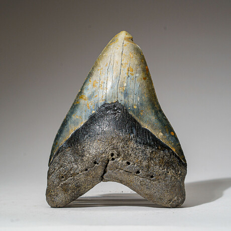 Genuine Megalodon Shark Tooth in Display Box // 381 g