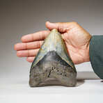 Genuine Megalodon Shark Tooth in Display Box // 381 g