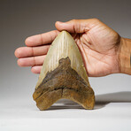 Genuine Megalodon Shark Tooth in Display Box // 325 g