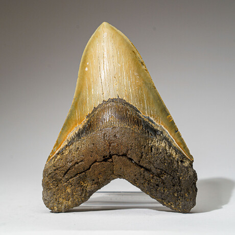 Genuine Megalodon Shark Tooth in Display Box // 330.8 g