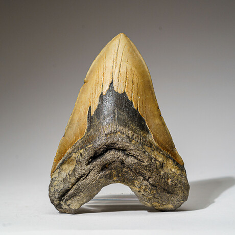 Genuine Megalodon Shark Tooth in Display Box // 345 g // v.1