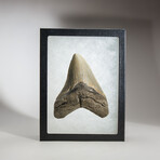 Genuine Megalodon Shark Tooth in Display Box // 138.1 g