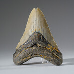 Genuine Megalodon Shark Tooth in Display Box // 115.3 g