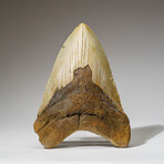 Genuine Megalodon Shark Tooth in Display Box // 325 g