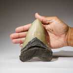 Genuine Megalodon Shark Tooth in Display Box // 302 g