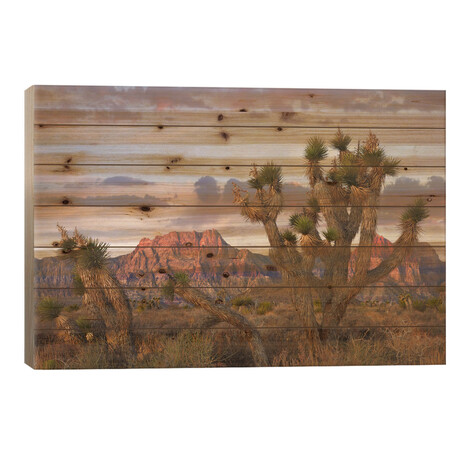 Joshua Tree And Spring Mountains At Red Rock Canyon National Conservation Area Near Las Vegas, Nevada by Tim Fitzharris (18"H x 26"W x 1.5"D)