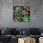 Floral Succulents In Zoom by Danhui Nai (26"H x 26"W x 1.5"D)