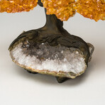 Small Citrine Clustered Gemstone Tree on Clear Quartz Matrix // The Tree of Prosperity