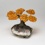 Small Citrine Clustered Gemstone Tree on Clear Quartz Matrix // The Tree of Prosperity