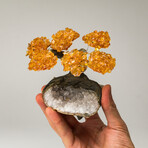 Small Citrine Clustered Gemstone Tree on Clear Quartz Matrix // The Tree of Prosperity