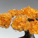 Small Genuine Citrine Clustered Gemstone Tree on Amethyst Matrix (The Money Tree)