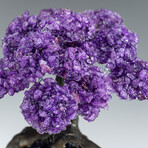 Large Genuine Amethyst Clustered Gemstone Tree on Amethyst Matrix (The Protection Tree)