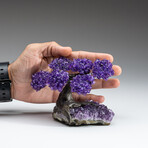 Small Genuine Amethyst Clustered Gemstone Tree on Amethyst Matrix (The Protection Tree)