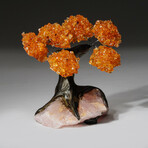 Small Genuine Citrine Clustered Gemstone Tree on Rose Quartz Matrix (The Wisdom Tree)