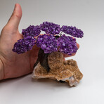 Small Genuine Amethyst Clustered Gemstone Tree on Citrine Matrix (The Empowerment Tree)