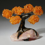 Small Genuine Citrine Clustered Gemstone Tree on Rose Quartz Matrix (The Wisdom Tree)