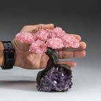 Medium Genuine Rose Quartz Clustered Gemstone Tree on Amethyst Matrix (The Love Tree)