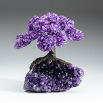 Large Genuine Amethyst Clustered Gemstone Tree on Amethyst Matrix (The Protection Tree)