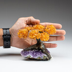 Small Genuine Citrine Clustered Gemstone Tree on Amethyst Matrix (The Money Tree)