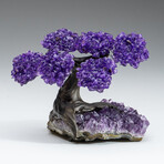 Small Genuine Amethyst Clustered Gemstone Tree on Amethyst Matrix (The Protection Tree)