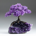 Large Genuine Amethyst Clustered Gemstone Tree on Amethyst Matrix (The Protection Tree)