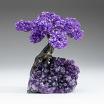 Medium Genuine Amethyst Clustered Gemstone Tree on Amethyst Matrix (The Protection Tree)