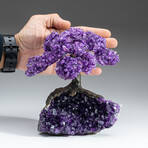 Large Genuine Amethyst Clustered Gemstone Tree on Amethyst Matrix (The Protection Tree)