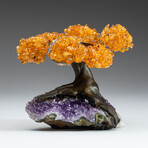 Small Genuine Citrine Clustered Gemstone Tree on Amethyst Matrix (The Money Tree)