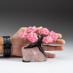 Small Genuine Rose Quartz Clustered Gemstone Tree on Rose Quartz Matrix (The Eternal Love Tree)