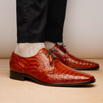 Lacio //  Caiman Fuscus Derbys // Brandy (US: 11)