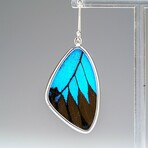 Genuine Ulysses Emperor Butterfly Wing Earring v.2