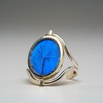 Genuine Blue Morpho and Madagascan Sunset Wing in Sterling Silver Ring (changeable face)