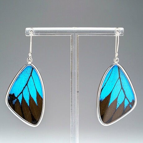 Genuine Ulysses Emperor Butterfly Wing Earring v.2