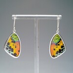 Genuine Madagascan Sunset Butterfly Wing Earring v.1