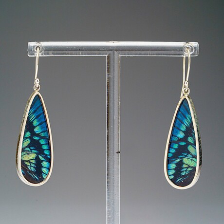 Genuine Green-Banded Urania Butterfly Wing Earring