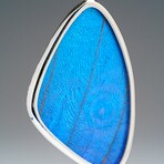 Genuine Blue Morpho Butterfly Wing Earring