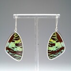 Genuine Madagascan Sunset Butterfly Wing Earring v.2